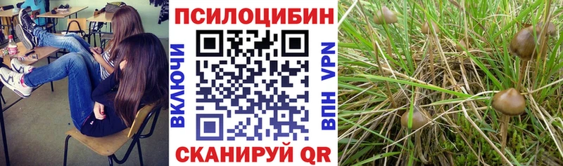 Галлюциногенные грибы Psilocybe  даркнет телеграм  Никольск  купить наркотик 